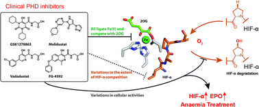 Graphical abstract: Molecular and cellular mechanisms of HIF prolyl hydroxylase inhibitors in clinical trials