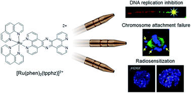 Graphical abstract: A three-in-one-bullet for oesophageal cancer: replication fork collapse, spindle attachment failure and enhanced radiosensitivity generated by a ruthenium(ii) metallo-intercalator