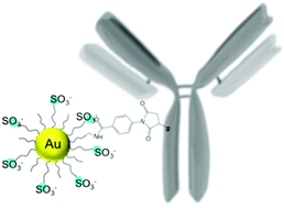 Graphical abstract: Targeting small molecule drugs to T cells with antibody-directed cell-penetrating gold nanoparticles