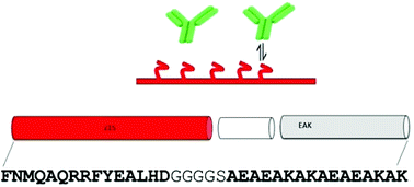 Graphical abstract: Toward reducing biomaterial antigenic potential: a miniaturized Fc-binding domain for local deposition of antibodies