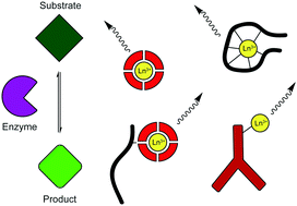 Graphical abstract: Application of lanthanide luminescence in probing enzyme activity