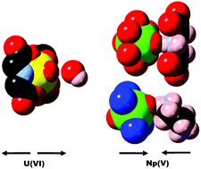 Graphical abstract: Impacts of oxo interactions within actinyl metal organic materials: highlight on thermal expansion behaviour