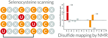Graphical abstract: SecScan: a general approach for mapping disulfide bonds in synthetic and recombinant peptides and proteins