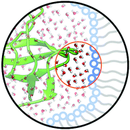 Graphical abstract: Local chemistry of the surfactant's head groups determines protein stability in reverse micelles