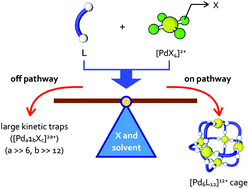 Graphical abstract: Self-assembly processes of octahedron-shaped Pd6L12 cages