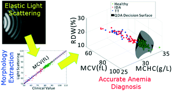 Graphical abstract: Screening of nutritional and genetic anemias using elastic light scattering