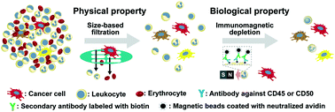 Graphical abstract: Cancer marker-free enrichment and direct mutation detection in rare cancer cells by combining multi-property isolation and microfluidic concentration