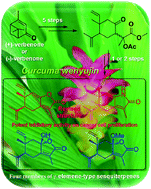 Graphical abstract: Total synthesis, structural revision and biological evaluation of γ-elemene-type sesquiterpenes