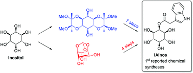 Graphical abstract: Syntheses of the plant auxin conjugate 2-O-(indole-3-acetyl)-myo-inositol IAInos