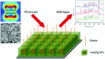 Graphical abstract: Sharp-featured Au@Ag core/shell nanocuboid synthesis and the label-free ultrasensitive SERS detection of protein single-point mutations