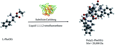 Graphical abstract: Chemoenzymatic synthesis of polypeptides in neat 1,1,1,2-tetrafluoroethane solvent