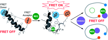 Graphical abstract: Monitoring metal–amyloid-β complexation by a FRET-based probe: design, detection, and inhibitor screening