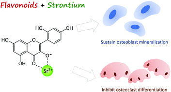 Graphical abstract: Synthesis of Sr–morin complex and its in vitro response: decrease in osteoclast differentiation while sustaining osteoblast mineralization ability