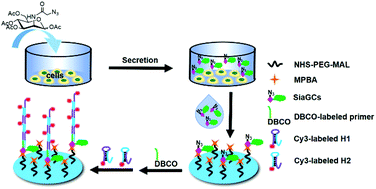 Graphical abstract: Fluorescent visual quantitation of cell-secreted sialoglycoconjugates by chemoselective recognition and hybridization chain reaction