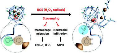 Graphical abstract: Tannic acid-based nanogel as an efficient anti-inflammatory agent