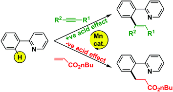 Graphical abstract: Delineating the critical role of acid additives in Mn-catalysed C–H bond functionalisation processes