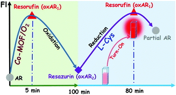 Graphical abstract: Cobalt-based metal organic frameworks: a highly active oxidase-mimicking nanozyme for fluorescence “turn-on” assays of biothiol