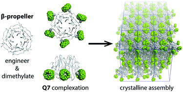 Graphical abstract: Engineered assembly of a protein–cucurbituril biohybrid