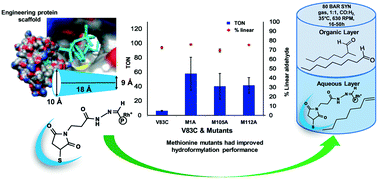 Graphical abstract: Catalytic and biophysical investigation of rhodium hydroformylase