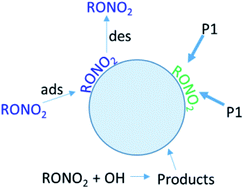 Graphical abstract: Evidence for a kinetically controlled burying mechanism for growth of high viscosity secondary organic aerosol