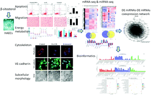 Graphical abstract: β-Sitosterol regulated microRNAs in endothelial cells against an oxidized low-density lipoprotein
