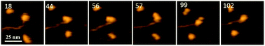 Graphical abstract: Insight into the dynamics of APOBEC3G protein in complexes with DNA assessed by high speed AFM
