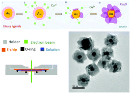 Graphical abstract: In situ TEM observation of Au–Cu2O core–shell growth in liquids