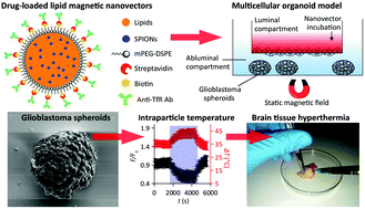 Graphical abstract: Multifunctional temozolomide-loaded lipid superparamagnetic nanovectors: dual targeting and disintegration of glioblastoma spheroids by synergic chemotherapy and hyperthermia treatment