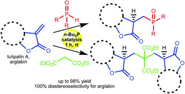 Graphical abstract: Phosphine-catalyzed Michael additions to α-methylene-γ-butyrolactones