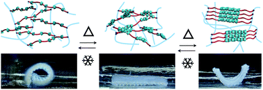 Graphical abstract: Thermo-responsive 3D-printed polyrotaxane monolith