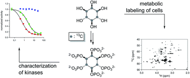 Graphical abstract: Harnessing 13C-labeled myo-inositol to interrogate inositol phosphate messengers by NMR