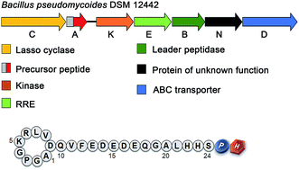 Graphical abstract: Efficient in vivo synthesis of lasso peptide pseudomycoidin proceeds in the absence of both the leader and the leader peptidase