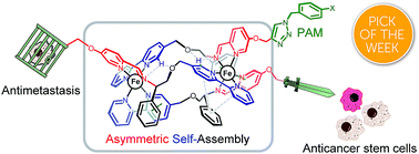 Graphical abstract: Discovery of selective, antimetastatic and anti-cancer stem cell metallohelices via post-assembly modification