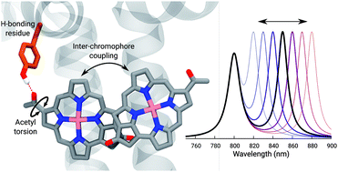 Graphical abstract: The molecular mechanisms of light adaption in light-harvesting complexes of purple bacteria revealed by a multiscale modeling