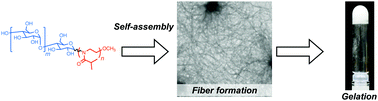 Graphical abstract: Supramacromolecular injectable hydrogels by crystallization-driven self-assembly of carbohydrate-conjugated poly(2-isopropyloxazoline)s for biomedical applications