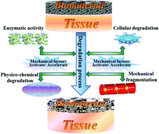 Graphical abstract: Biomechanical studies on biomaterial degradation and co-cultured cells: mechanisms, potential applications, challenges and prospects