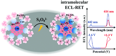 Graphical abstract: Highly efficient electrochemiluminescence of ruthenium complex-functionalized CdS quantum dots and their analytical application