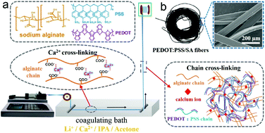 Graphical abstract: Core–shell PEDOT:PSS/SA composite fibers fabricated via a single-nozzle technique enable wearable sensor applications