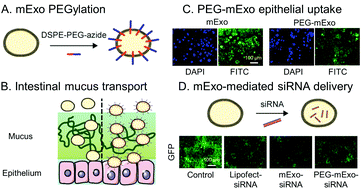 Graphical abstract: Milk exosomes with enhanced mucus penetrability for oral delivery of siRNA