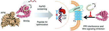 Graphical abstract: Macrocyclic peptides that inhibit Wnt signalling via interaction with Wnt3a