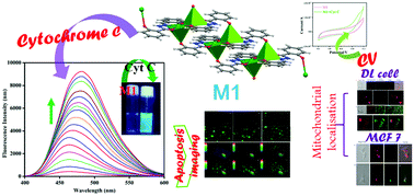 Graphical abstract: A polynuclear Cu(ii) complex for real time monitoring of mitochondrial cytochrome C release during cellular apoptosis