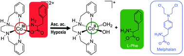 Graphical abstract: Investigation of cobalt(iii)–phenylalanine complexes for hypoxia-activated drug delivery