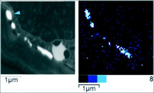 Graphical abstract: Stable Zn isotopes reveal the uptake and toxicity of zinc oxide engineered nanomaterials in Phragmites australis