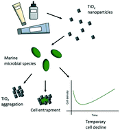 Graphical abstract: Environmentally relevant concentrations of titanium dioxide nanoparticles pose negligible risk to marine microbes