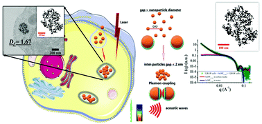 Graphical abstract: Endocytosis-driven gold nanoparticle fractal rearrangement in cells and its influence on photothermal conversion