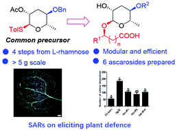 Graphical abstract: Modular and scalable synthesis of nematode pheromone ascarosides: implications in eliciting plant defense response