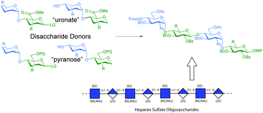 Graphical abstract: Comparison of disaccharide donors for heparan sulfate synthesis: uronic acids vs. their pyranose equivalents