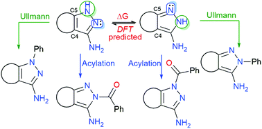 Graphical abstract: C4–C5 fused pyrazol-3-amines: when the degree of unsaturation and electronic characteristics of the fused ring controls regioselectivity in Ullmann and acylation reactions