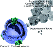 Graphical abstract: Preparation of cationic proteoliposomes using cell-free membrane protein synthesis: the chaperoning effect of cationic liposomes