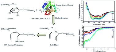 Graphical abstract: Self-assembly of bovine serum albumin (BSA)–dextran bio-nanoconjugate: structural, antioxidant and in vitro wound healing studies